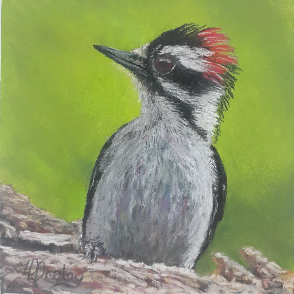 Downy Woodpecker, woodpecker, bird, Arizona, Prescott, 