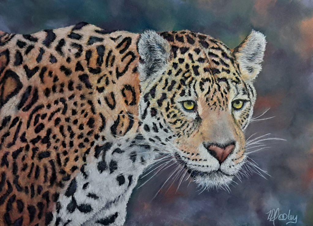 Jaguar, Big Cat, Wildlife, Arizona