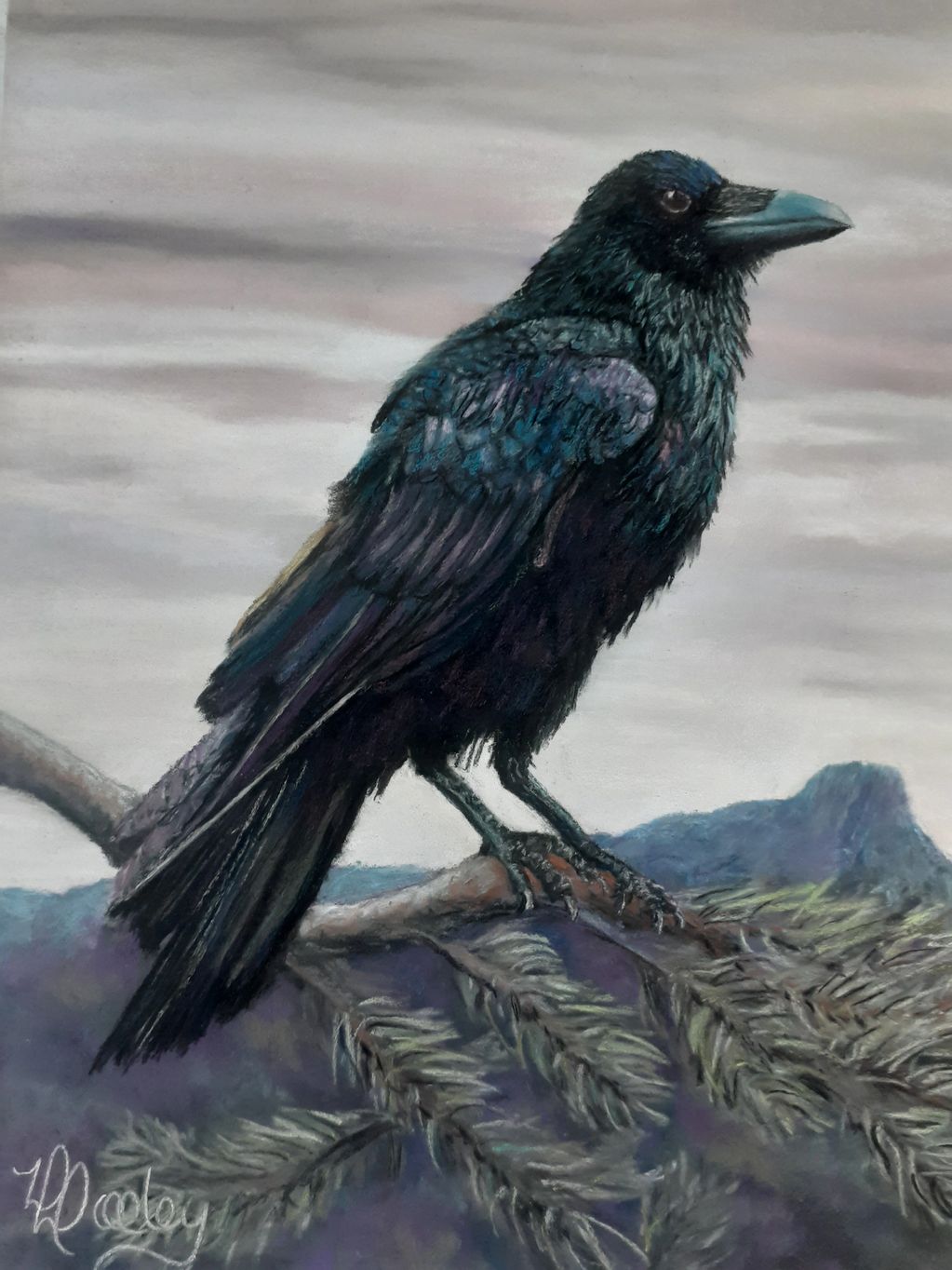 Raven, Rainbow Raven, bird, Prescott, Arizona, Thumb Butte, Pinyon Pine