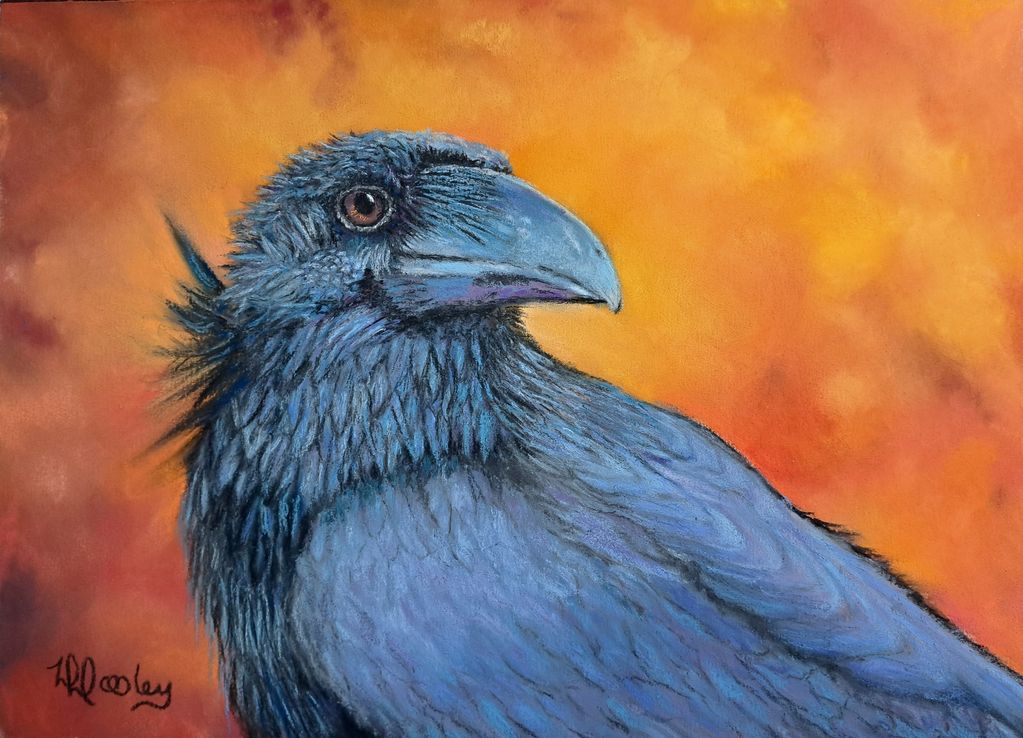Raven, Bird, Wildlife, Arizona