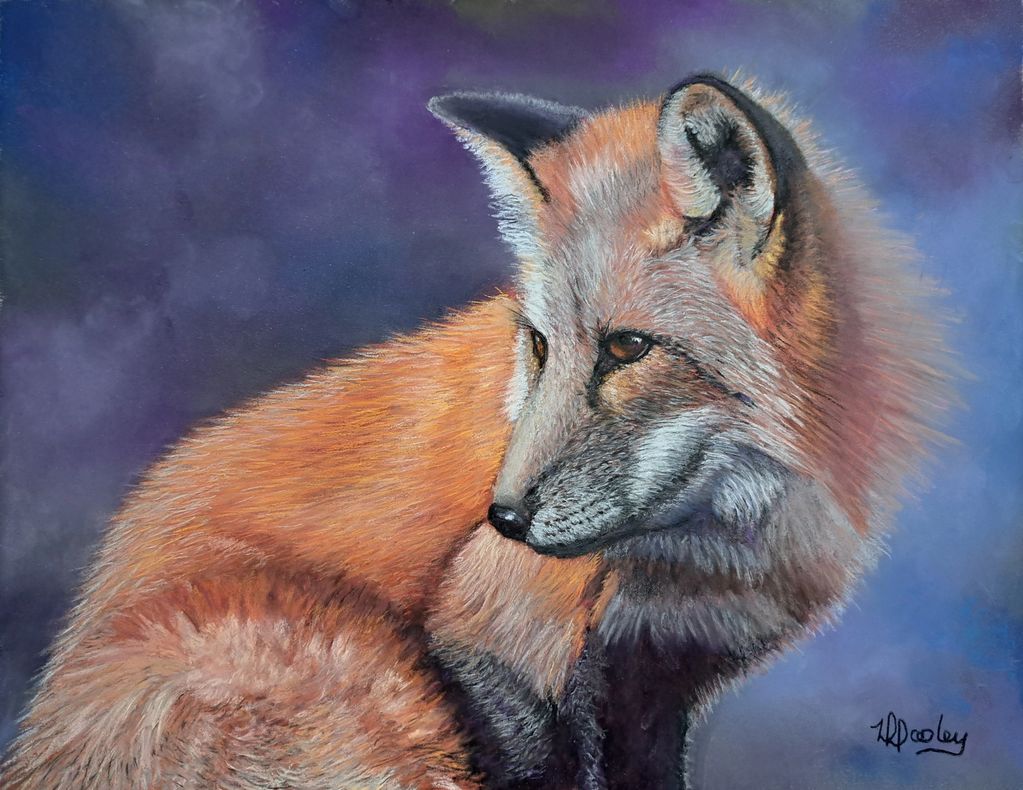 Red Fox, Fox, Wildlife, Arizona