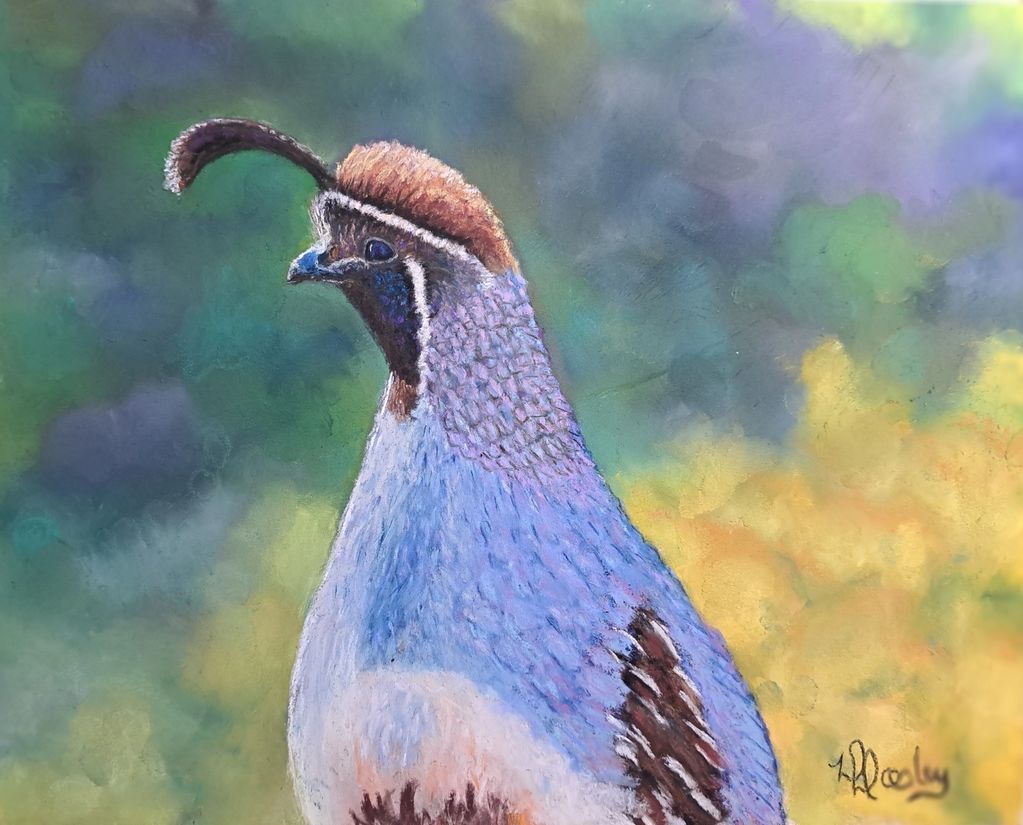 "Gambel's Quail"
8" x 10" Original Pastel
Framed to 12" x 14"

$475
Prints and Giclees available