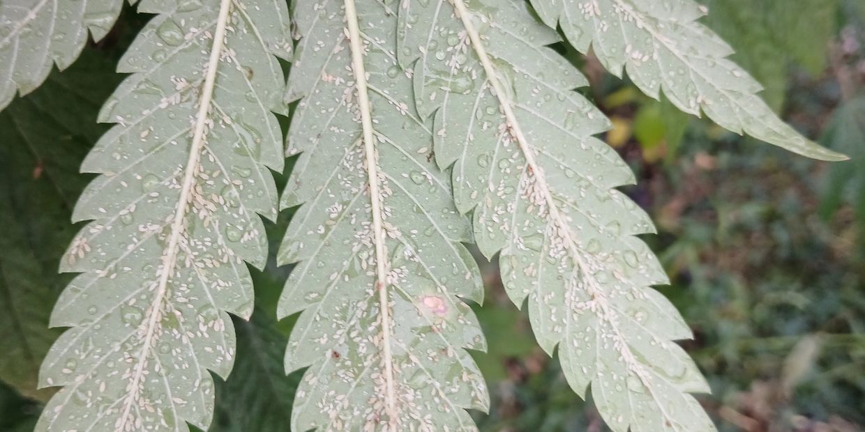 cannabis cultivation, grow supplies, grow lights, nutrients, plant care, pest control, disease management, spider mites, thrips, aphids, fungus gnats, hemp borer moth, botrytis, powdery mildew, bud rot, plant diseases, insect infestations, organic pest control, biological control, neem oil, beneficial insects, predatory mites, parasitic wasps, ladybugs, Bacillus thuringiensis (BT), cannabis nutrients, SiLicium, silicon for plants, plant strengthening, root development, nutrient absorption, plant resilience, grow room setup, hydroponics, Josh's Wash, cannabis grow guides, plant problems, grow room environment, humidity control, air circulation, ventilation, cannabis growing tips, pest prevention, grow room sanitation, crop protection, integrated pest management (IPM), cannabis cultivation resources, growing cannabis, cannabis plant health, diagnosing plant problems, cannabis plant revival, wilted plants, plant stress, plant nutrients, commercial cultivation, cannabis grow, marijuana cultivation, Bacillus subtilis, potassium bicarbonate.