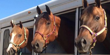 Two horses looking out from a trailer under clear blue sky.