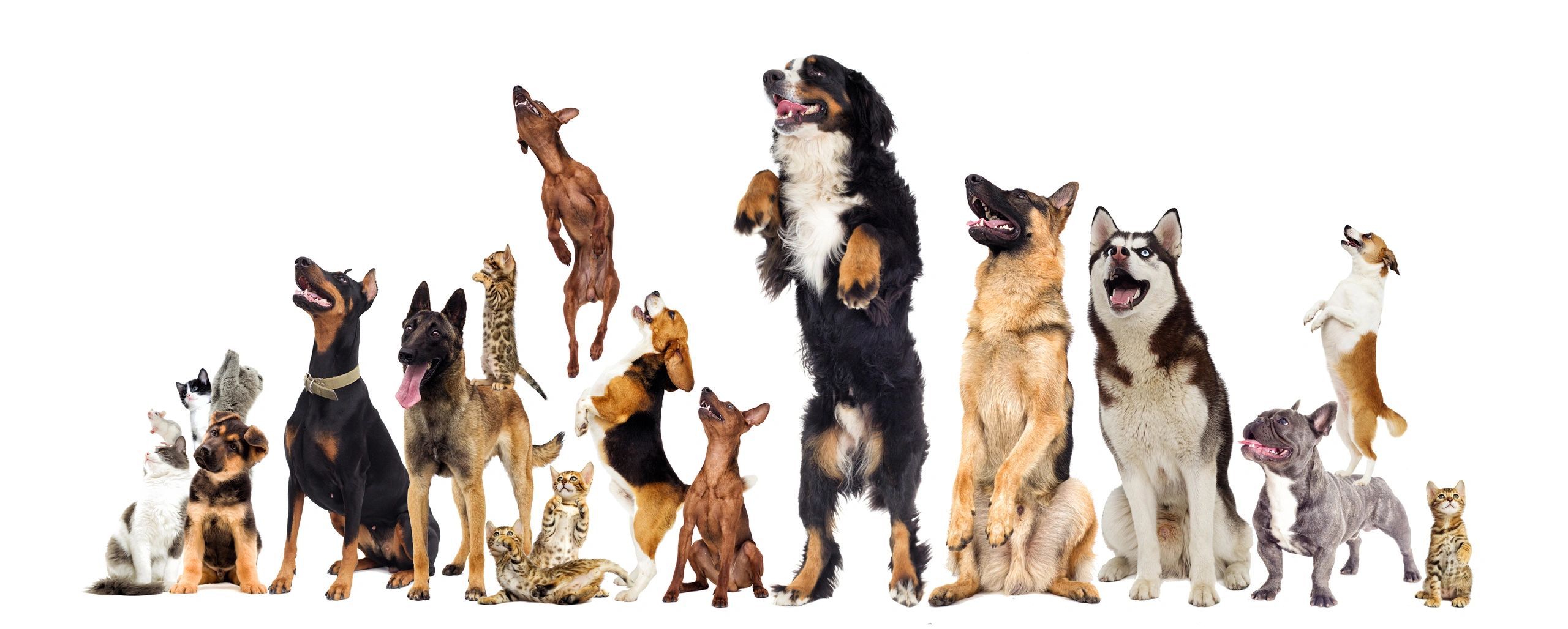Lots of cats & dogs jumping for joy knowing their pet sitting is being looked after by Urban Tailz.