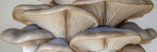 Close-up of oyster mushrooms showing their gills.