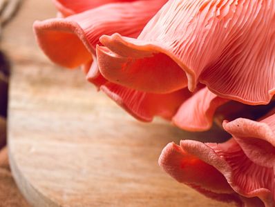 Close-up of pink oyster mushrooms on a wooden surface.