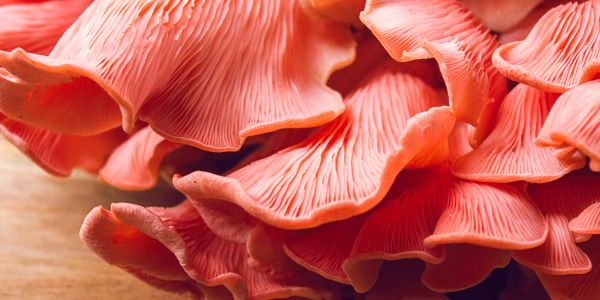 Close-up of pink oyster mushrooms.