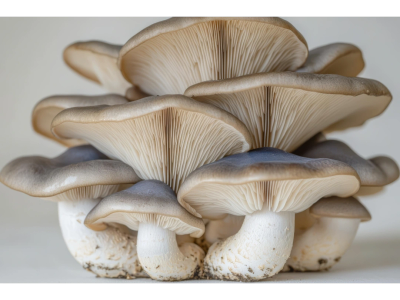 Close-up of oyster mushrooms showing gills and stems.
