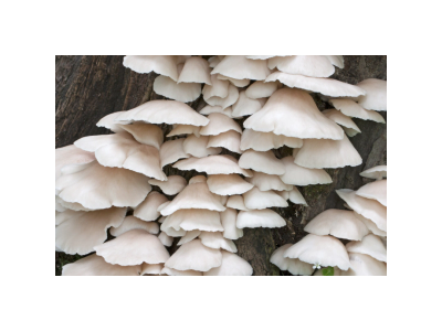 Cluster of white mushrooms growing on a tree trunk.