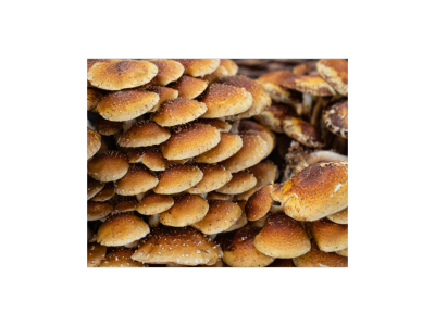 Cluster of brown mushrooms with textured caps.