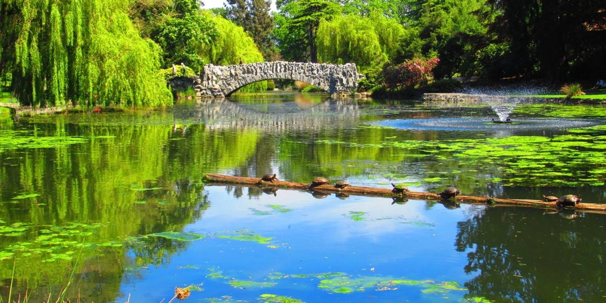 A 1800 old bridge over a beautiful lagoon surround by willow trees. Turtles and lotus flowers. 