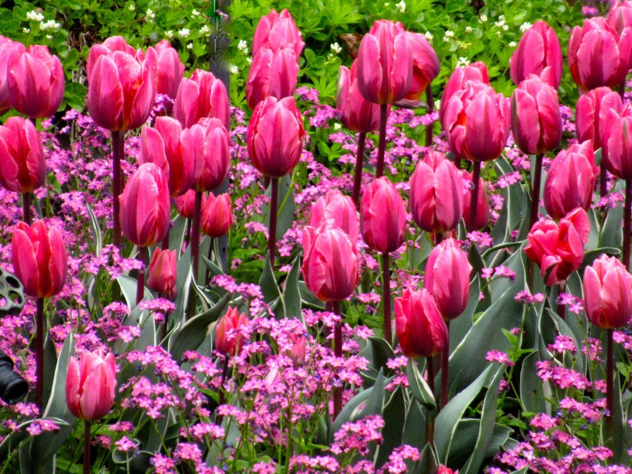 Gardens of Victoria BC