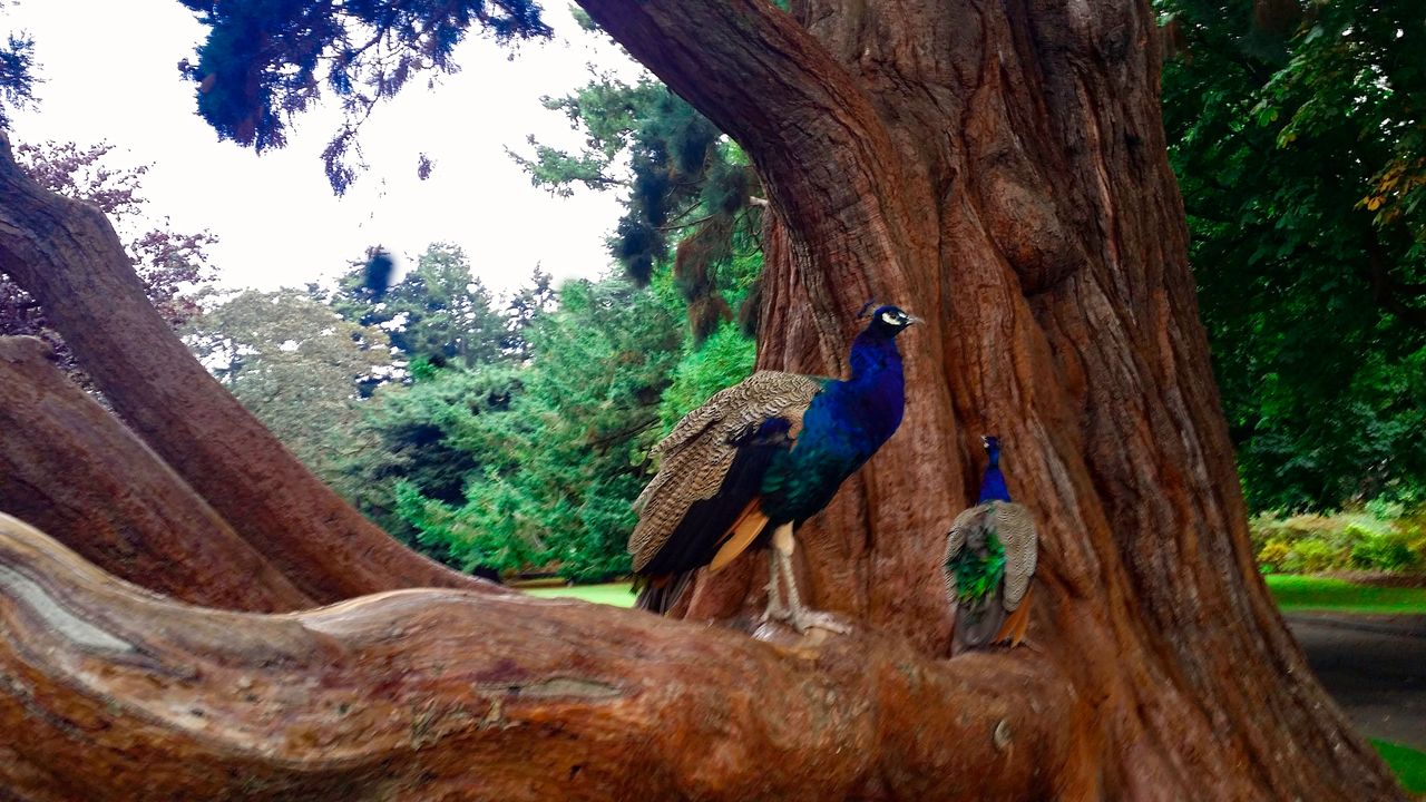 Peacock over a tree Peacock over a tree
