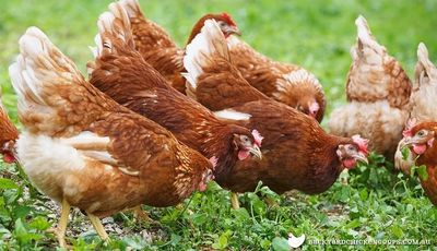 brown chickens