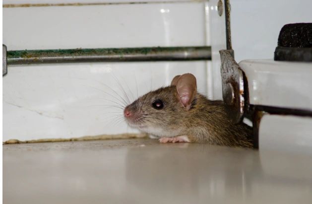 Residential Pest | Swat Pest Wildlife | Oxford Massachusetts