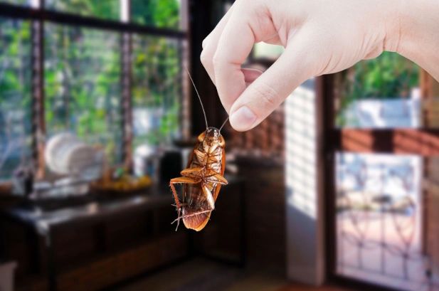 Indoor Bugs | Swat Pest Wildlife |