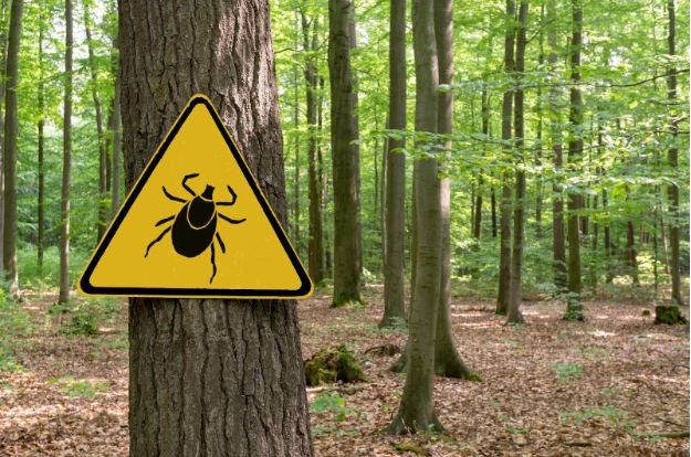 Ticks | Pest Prevention | Swat Pest and Wildlife | Oxford MA