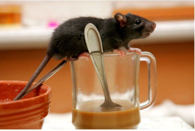 rodent | Massachusetts home | Swat Pest and Wildlife | Oxford MA