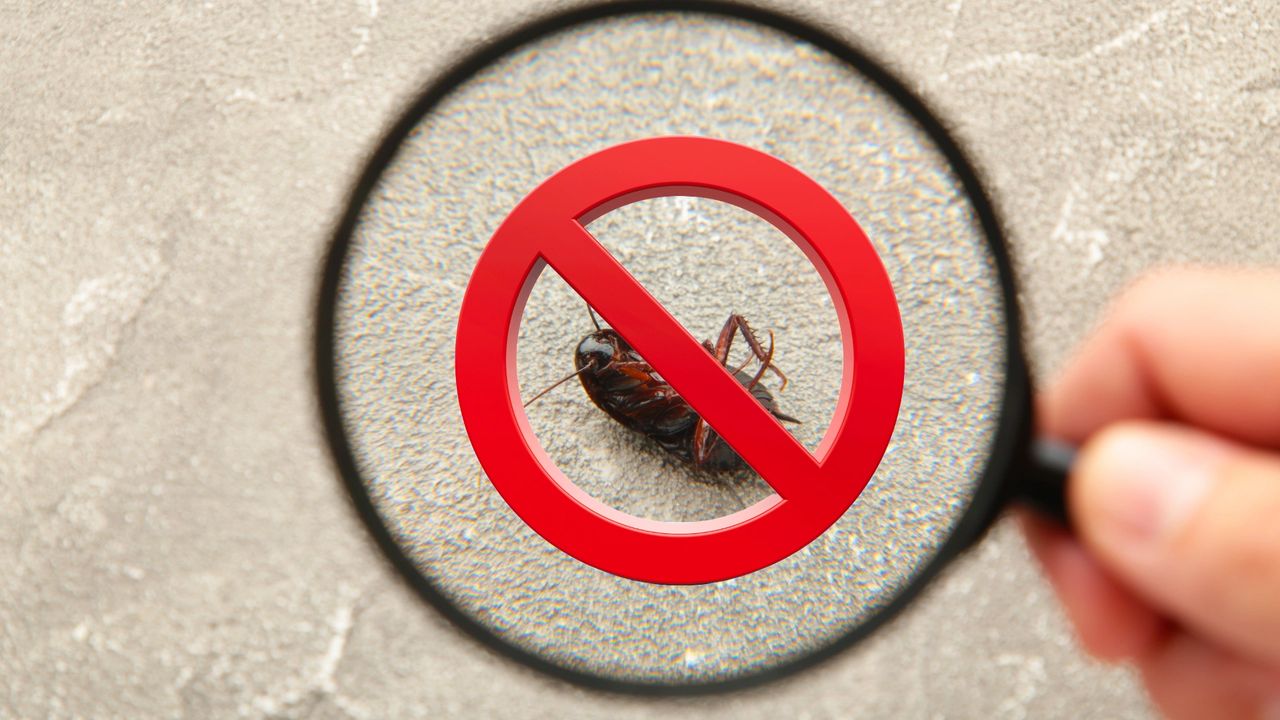 Springtime Pest | Swat Pest and Wildlife | Oxford MA