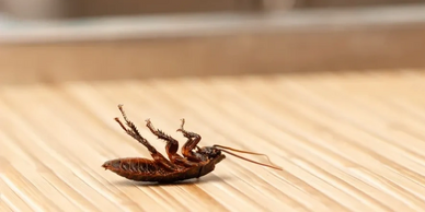 Insect Removal | Swat Pest Wildlife | Oxford, Massachusetts