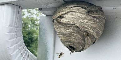 Wasp removal