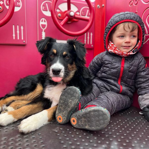 Australian Shepherd predictable temperament, safe with kids