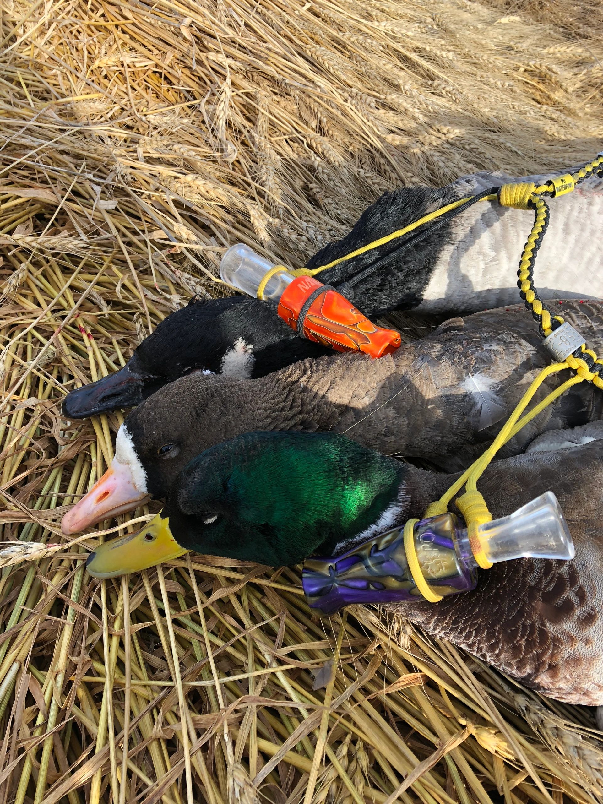 Custom Waterfowl Calls and Ammunition Poundin Down Waterfowl Supply