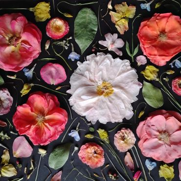 Various colorful flower petals and leaves arranged on a dark surface.