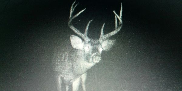 Trail camera pic