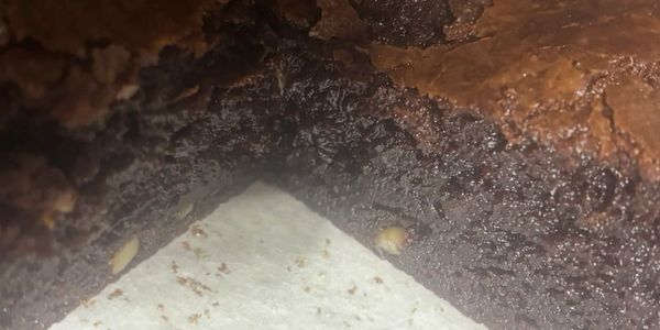 Close-up of homemade chocolate brownies with nuts.