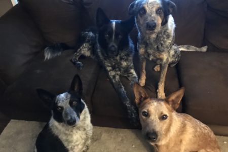 BARKX MOTEL