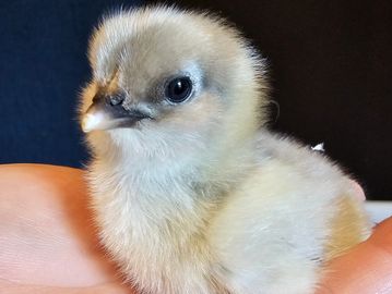 Our most popular!Hens from this group will lay eggs ranging from blue/greens to dark moss/army green