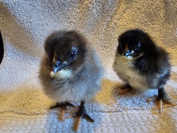 These cuties are 50/50 cross between our French Blue Copper Marans and French Black Copper Marans. H