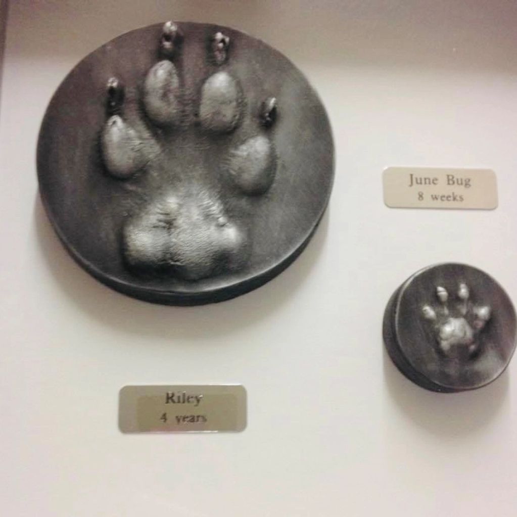 dog cat paw prints