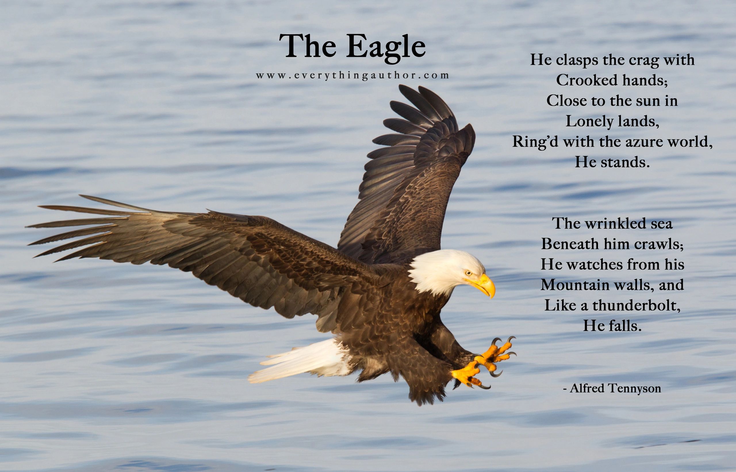 What You Can Learn From a Bird?. The Eagle-The King of the Sky, by  Pabashani Herath