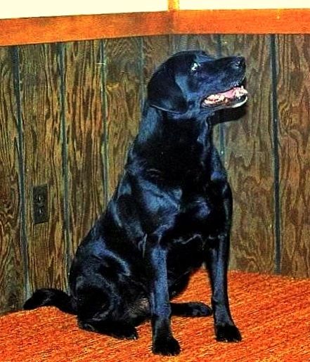 Kerrybrook labradors sale