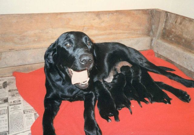Kerrybrook labradors sale