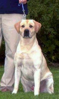 Kerrybrook labradors store