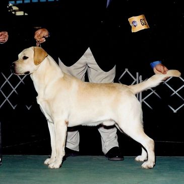 Kerrybrook Dual Purpose Labradors