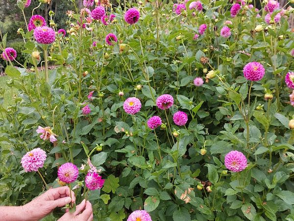 Beautiful garden on the NSW South Coast
