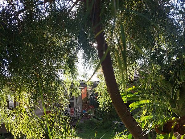 low maintenance, naturalistic landscape Design in Wollongong
