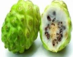 công dụng trái nhàu