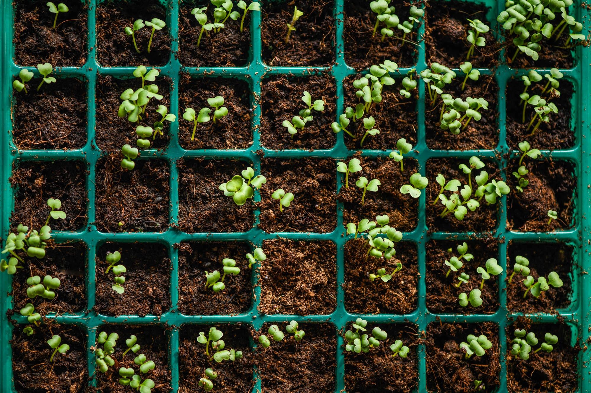Broccoli seedlings 