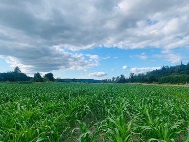 Corn growing