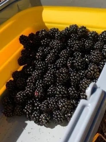 Blackberries and hay