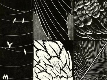 Black and white bird feather sketches.