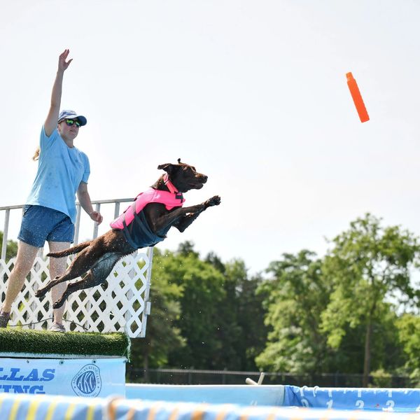 Dog in a pink vest leaps to catch a toy thrown by a woman.