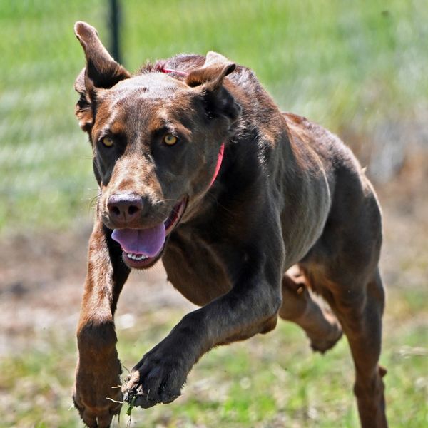 Energetic dog running outdoors with tongue out and ears flapping.
