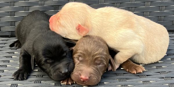 Three newborn puppies sleeping closely together on a woven surface.